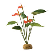 Anthurium