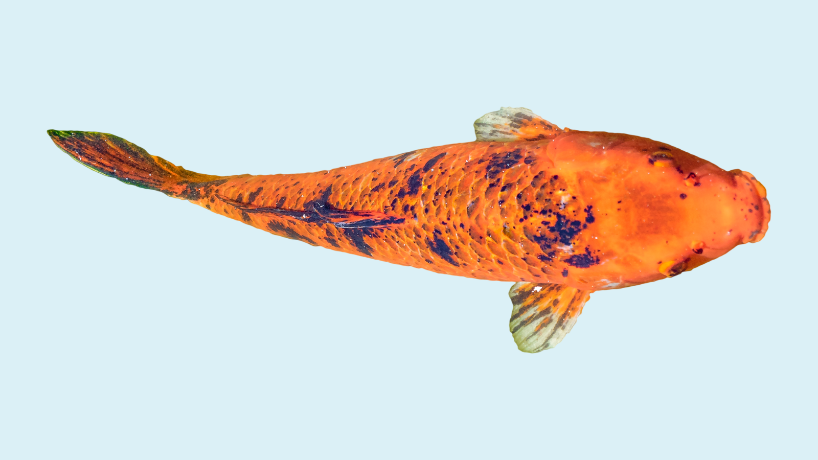 Damfisk