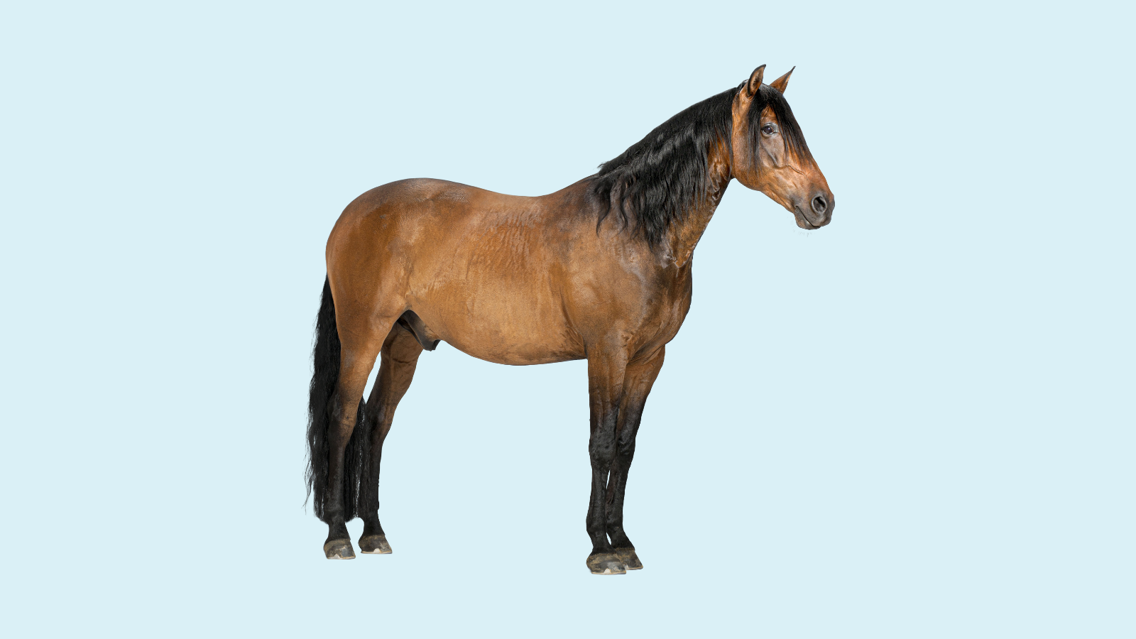 Hest