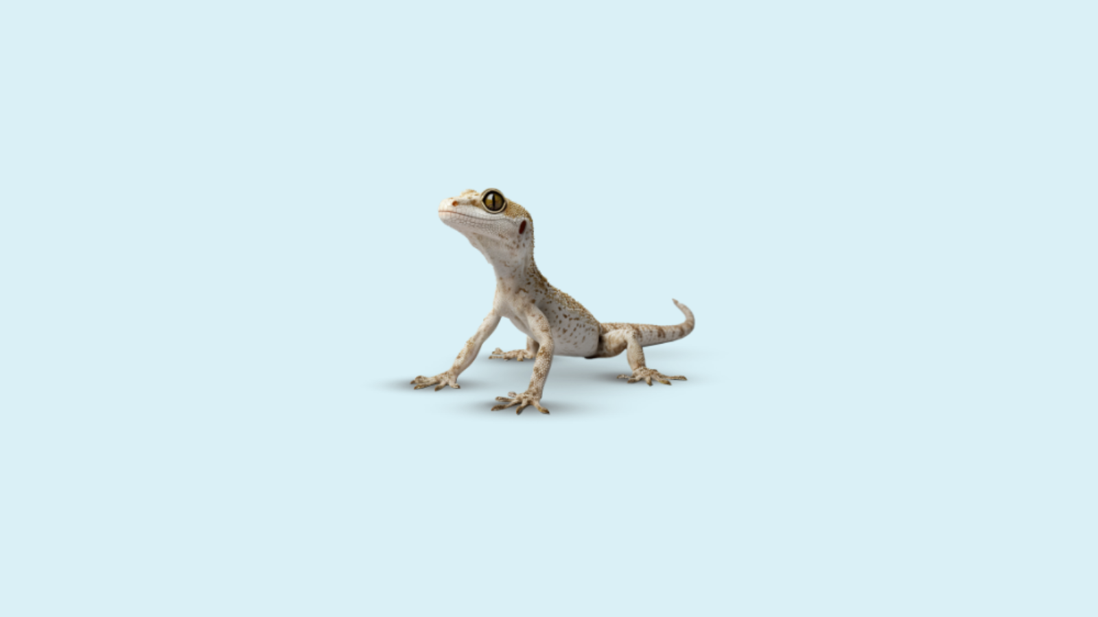 Reptil