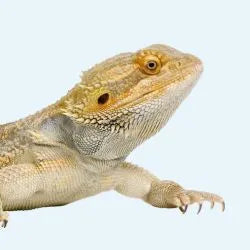 Reptil