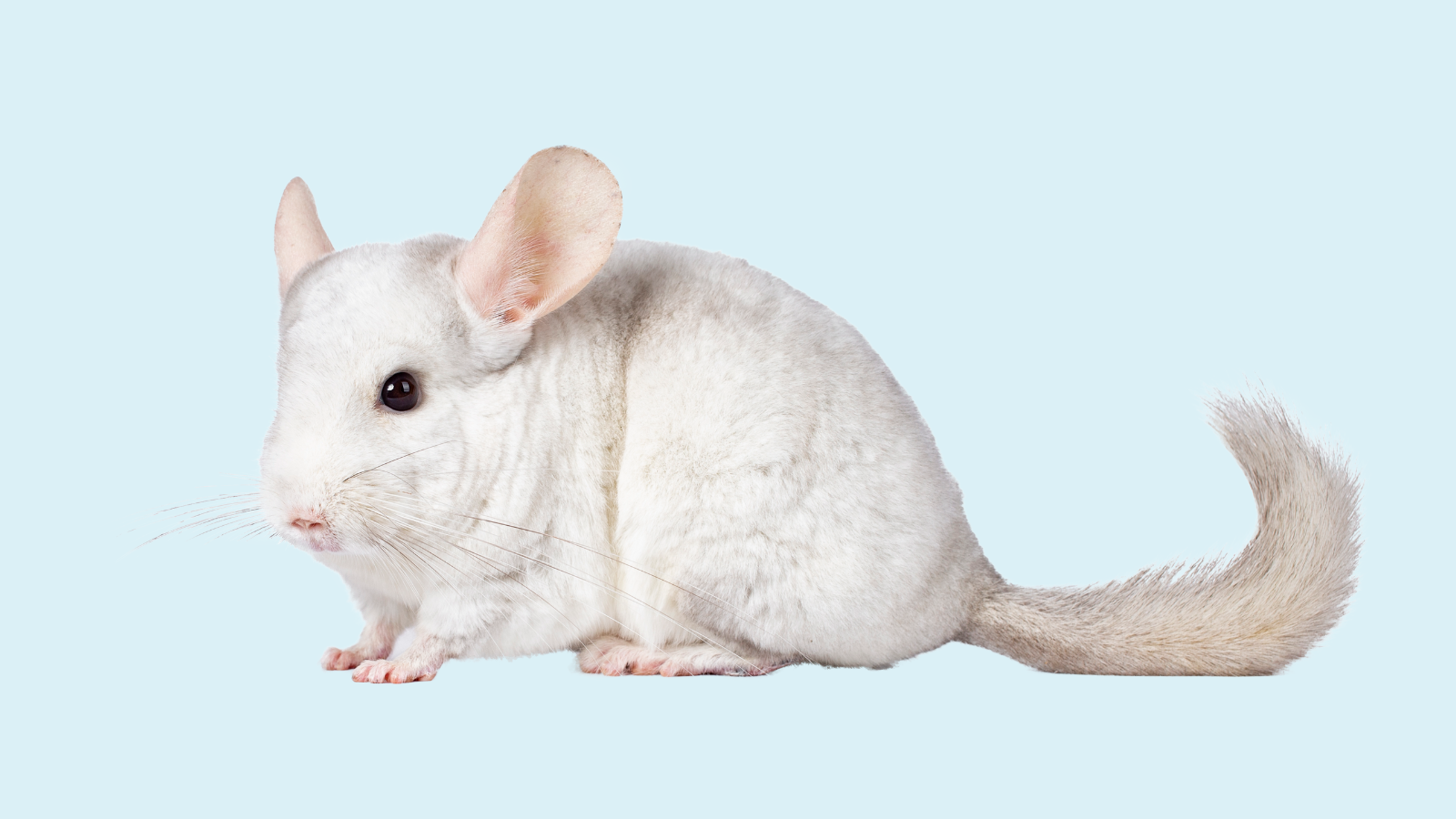 Chinchilla