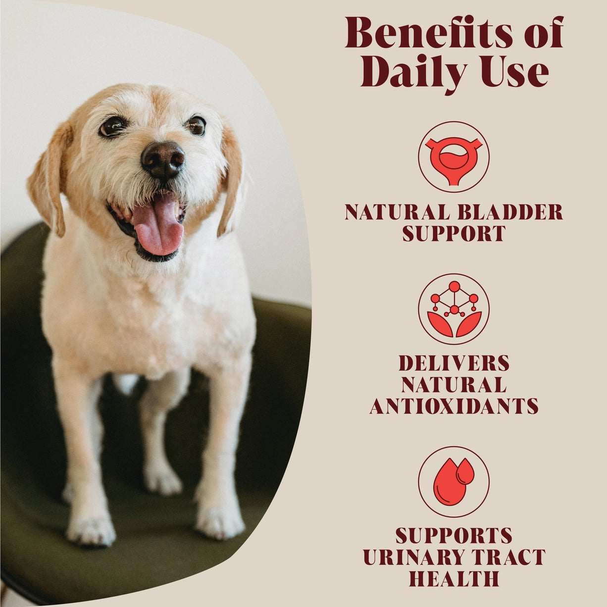 Urinary Cranberry For Dogs – Hackney Dog House Tranebærtilskudd 100 g