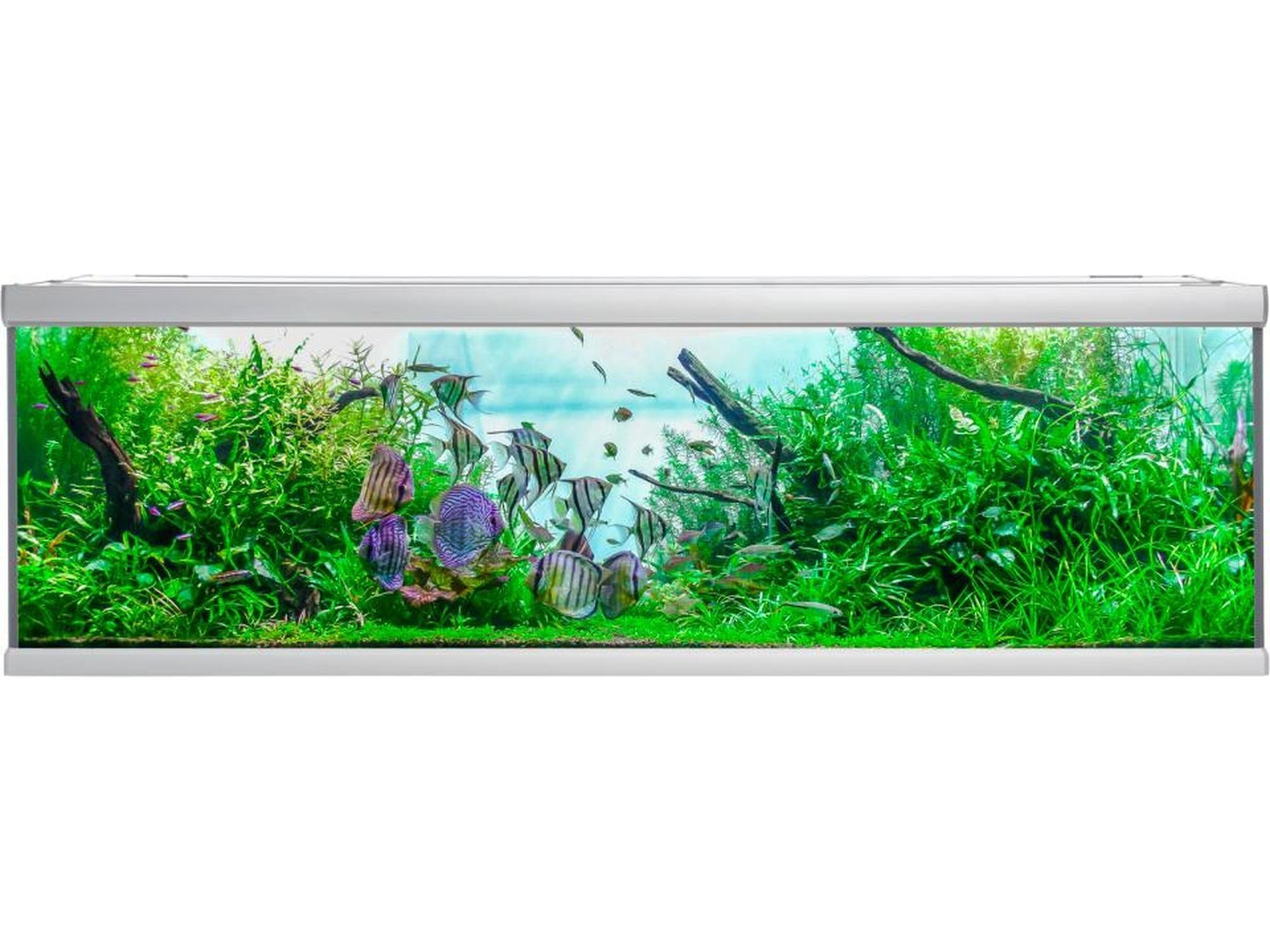AkvaStabil FUSION akvarium, et stort rektangulært ferskvannsakvarium med sølvfargede aluminiumsprofiler, grønne planter og fargerike fisker.