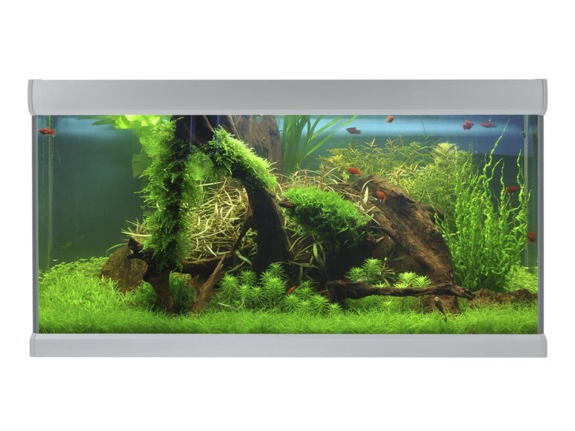 AkvaStabil FUSION akvarium med sølvfargede aluminiumsprofiler, innredet med grønne planter, treverk og røde fisker.