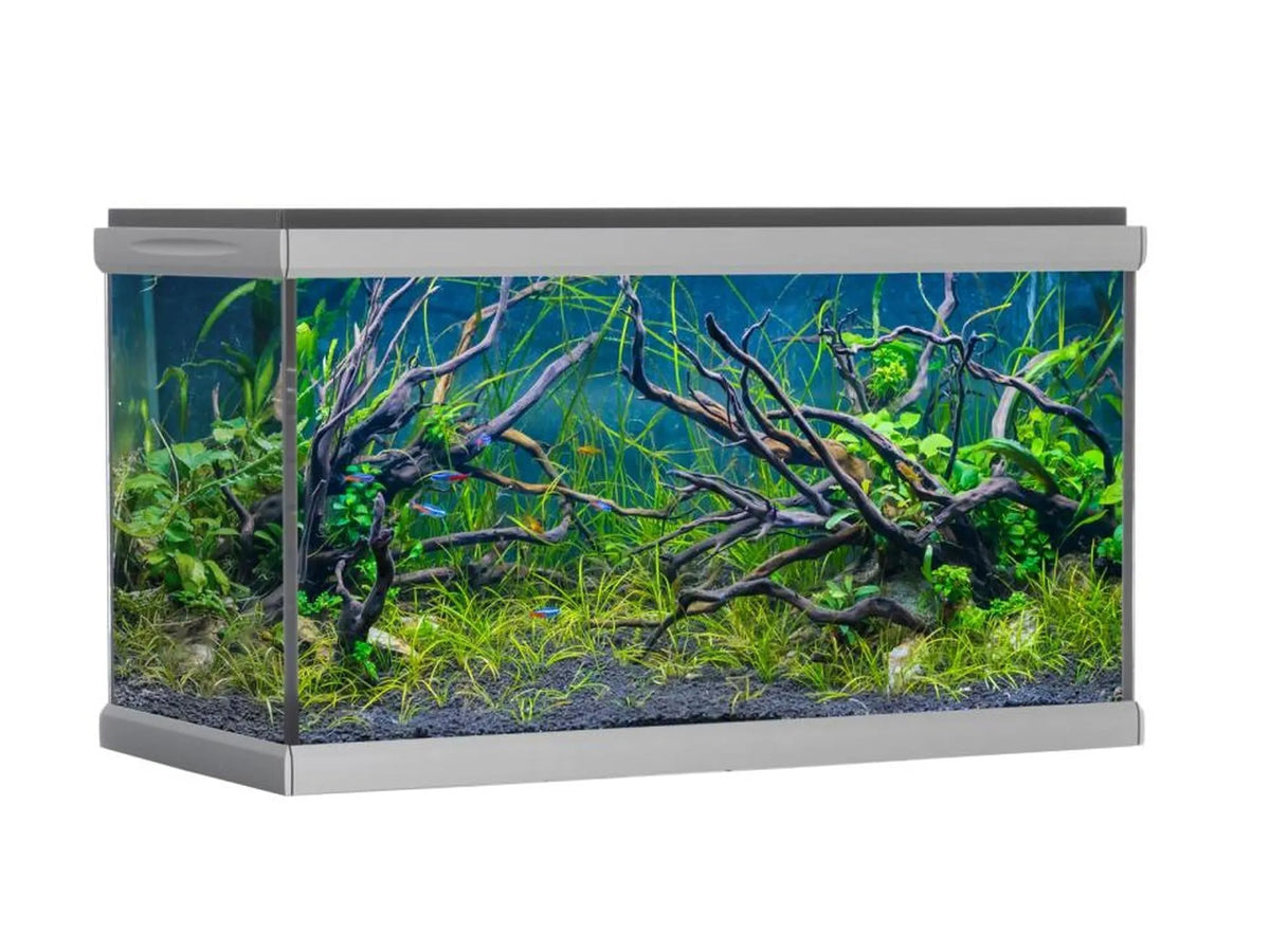 AkvaStabil MOVE designerakvarium i glass med sølvfarget aluminiumsramme, innredet med planter og røtter.