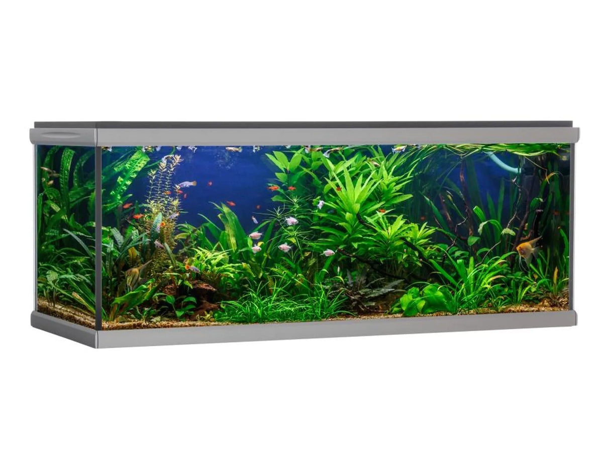 AkvaStabil MOVE designerakvarium, 275-720L, med sølvgrå ramme, frodig beplantning og fargerike fisker.