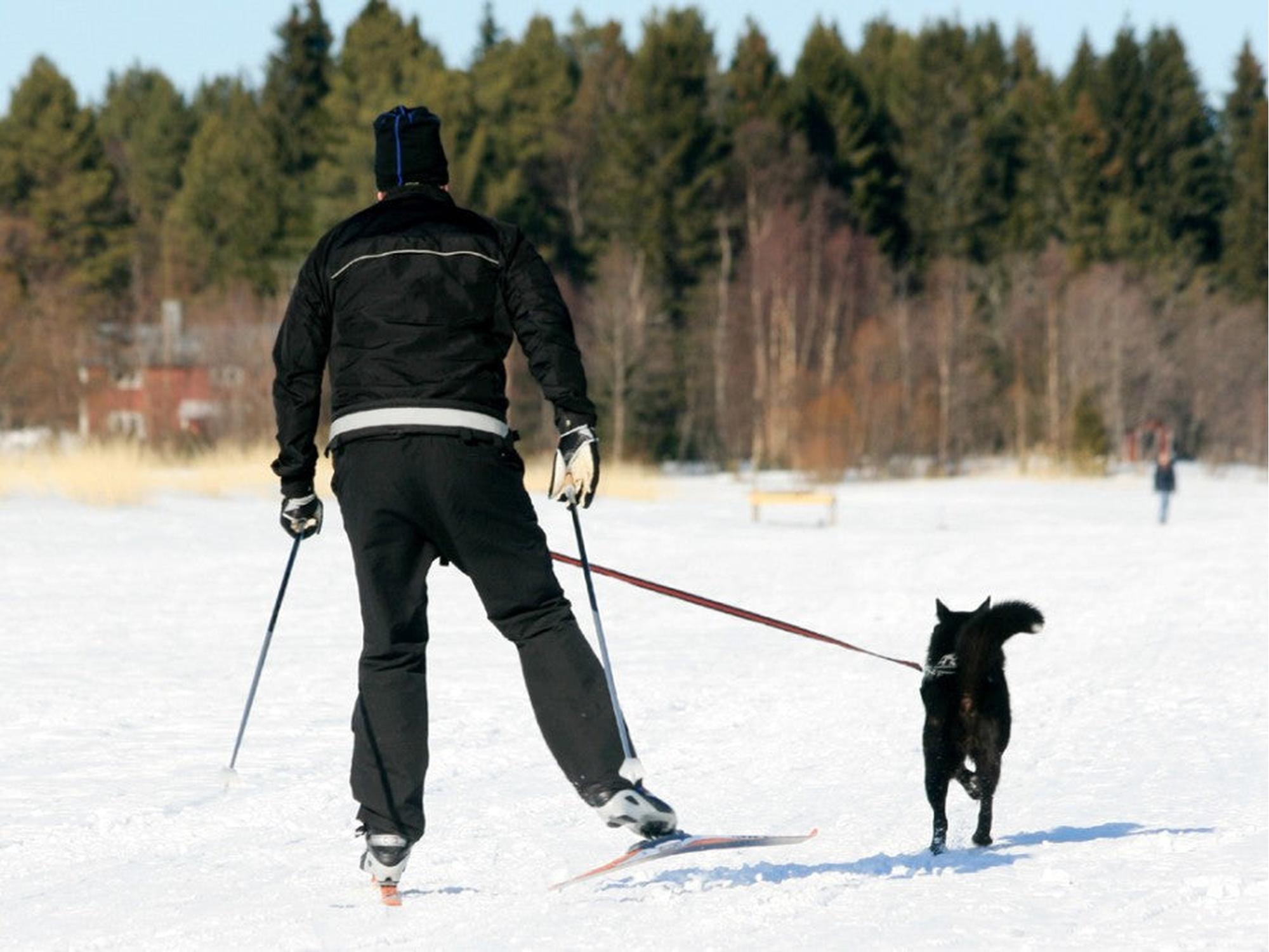 Mann på ski med svart BAGGEN Softbelt Reflex X2 og hund i snølandskap.