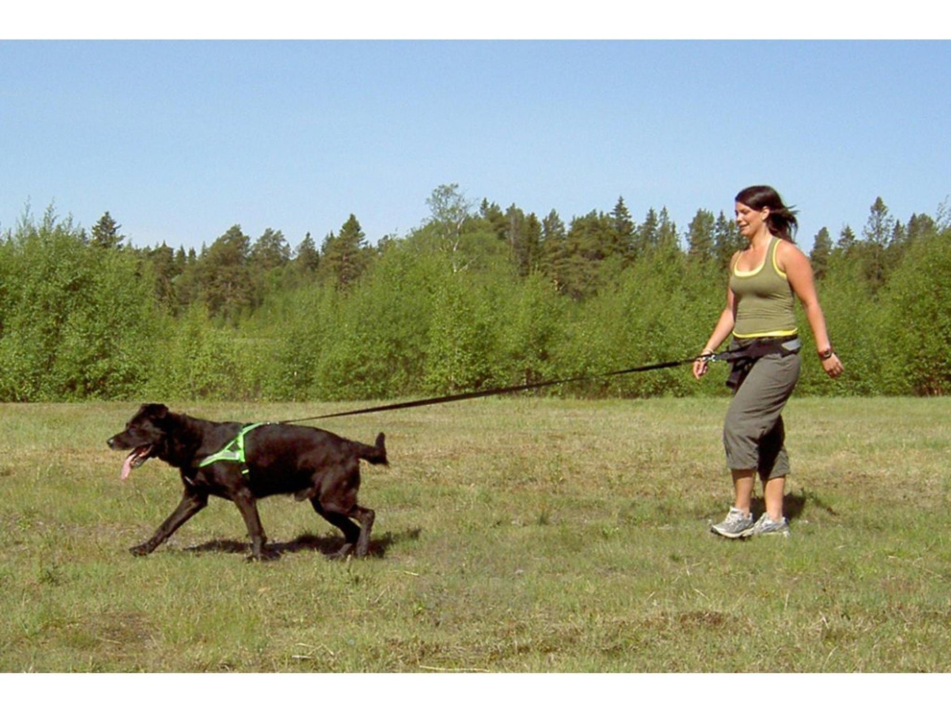 Kvinne og svart hund med grønn sele går i gress. Hundeførerbelte med ekspander.