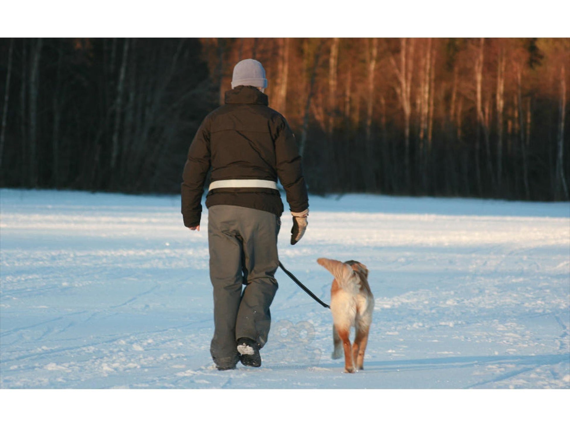 Person i mørk jakke og grå lue går med hund i snølandskap, iført BAGGEN Softbelt Standard X1.