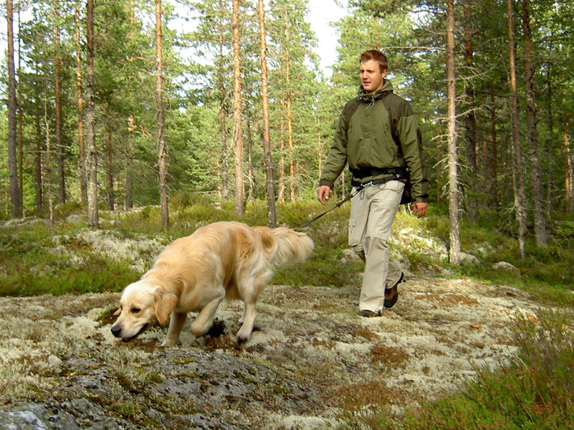 Mann med gyllen retriever i skog, bruker svart BAGGEN Softbelt Standard X1 hundeførerbelte.