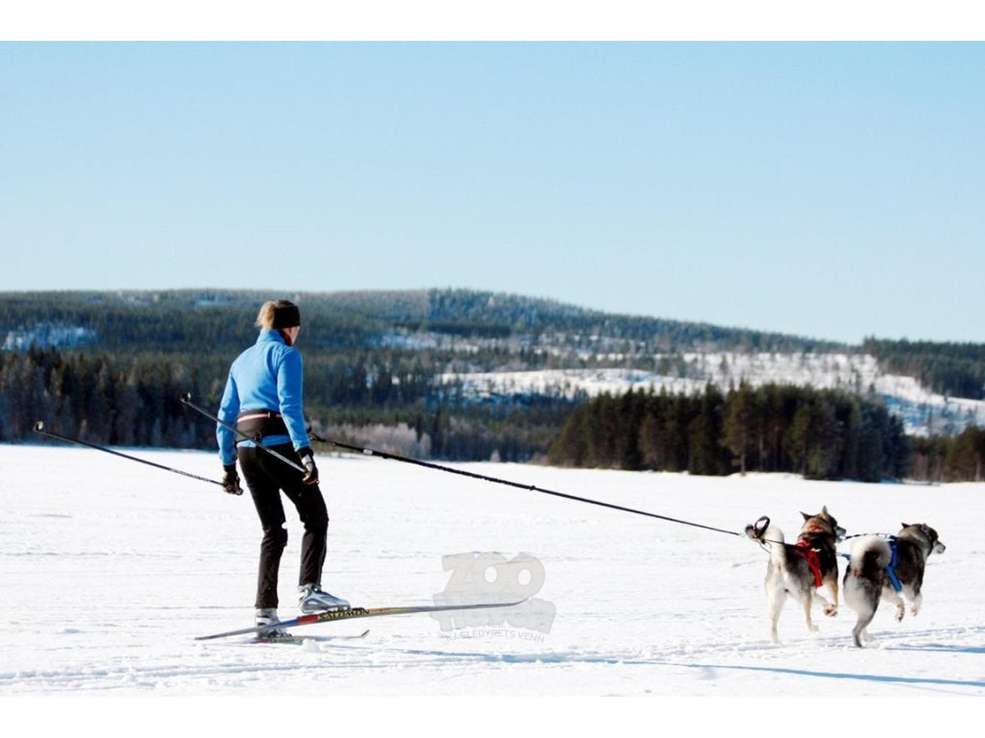 Grå BAGGEN Softbelt Race X2 på en skiløper som trekkes av to hunder i snølandskap.