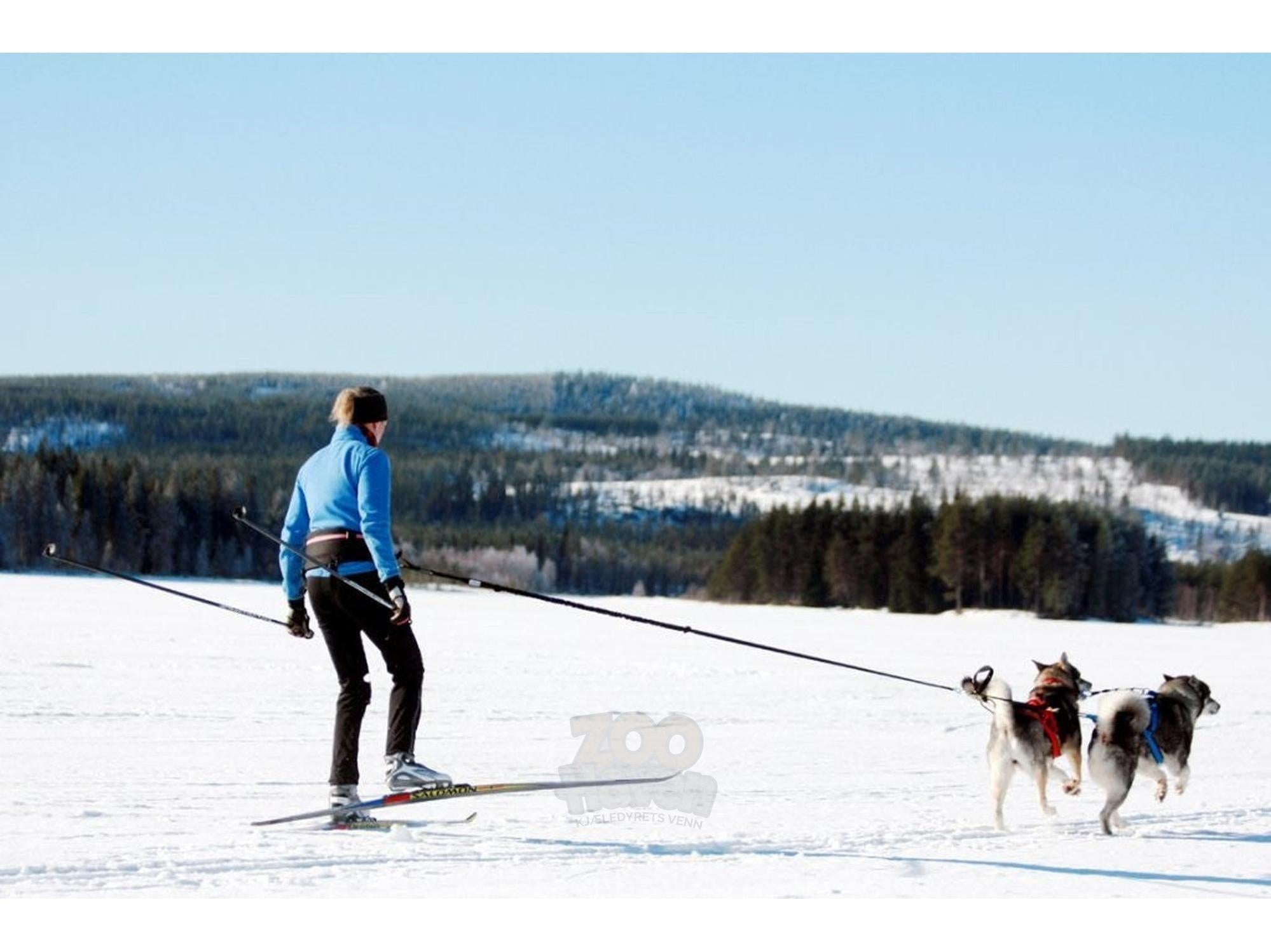 Grå BAGGEN Softbelt Race X2 på en skiløper som trekkes av to hunder i snølandskap.