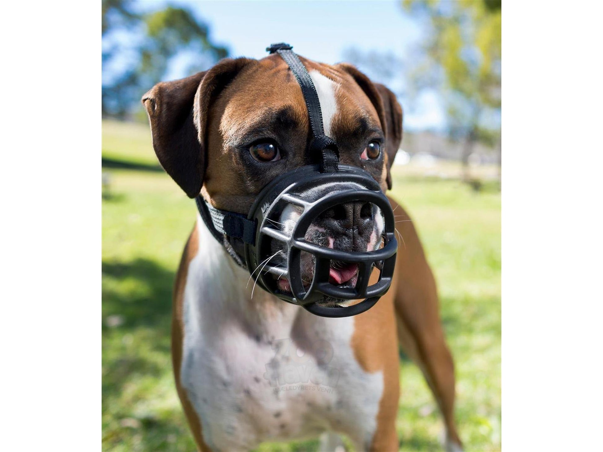 Brun og hvit boxerhund med svart, ergonomisk Baskerville Ultra munnkurv i robust, formbart materiale.