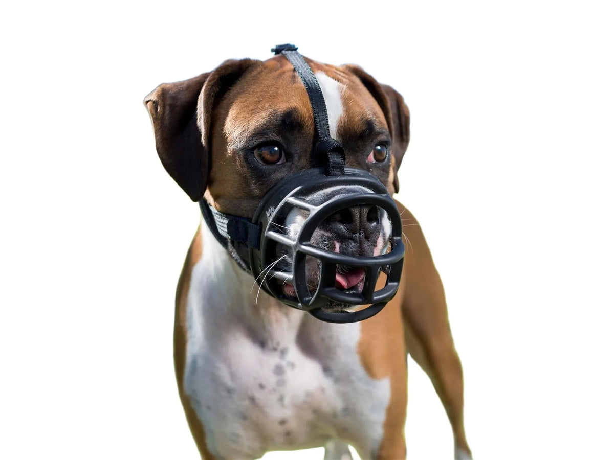 Brun og hvit boxerhund med svart, ergonomisk Baskerville Ultra munnkurv i robust, formbart materiale.