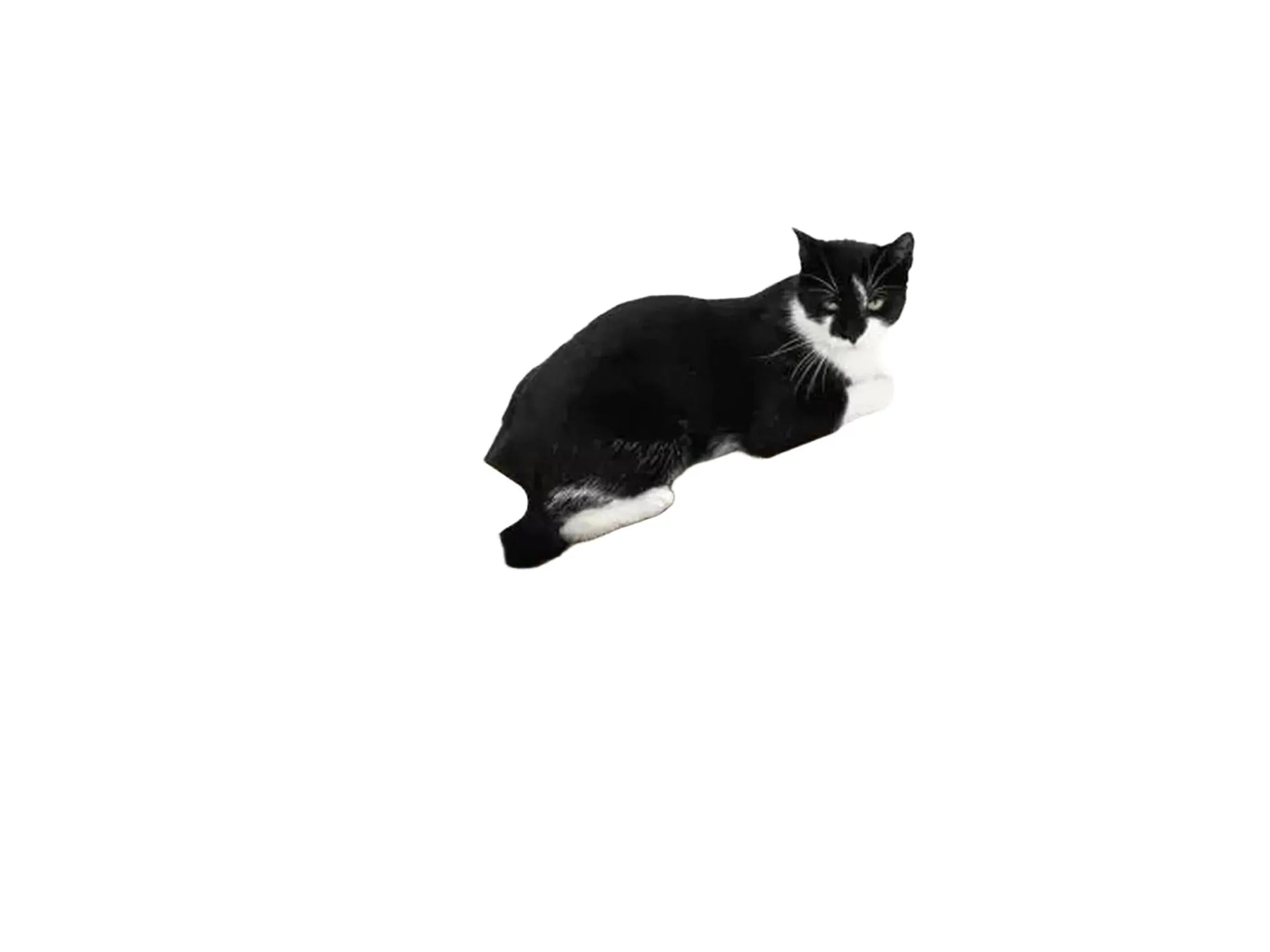 Svart-hvit katt hviler på Bella 60 buet kloremøbel i resirkulert bølgepapp.