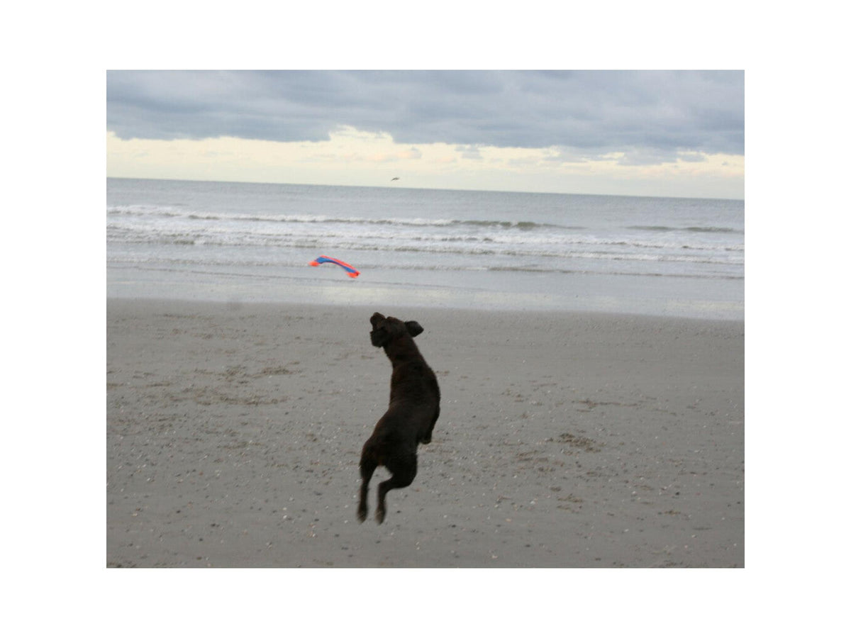 Chuckit! Flying Squirrel M 35cm