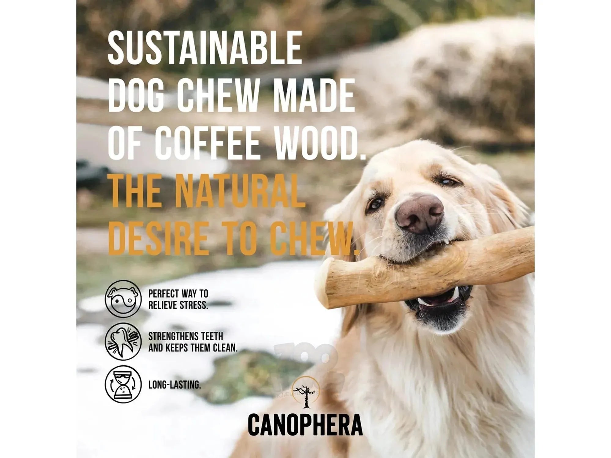 Canophera Tyggepinne i Kaffetre – Naturlig vegansk tyggeleketøy til hund (XS–L)