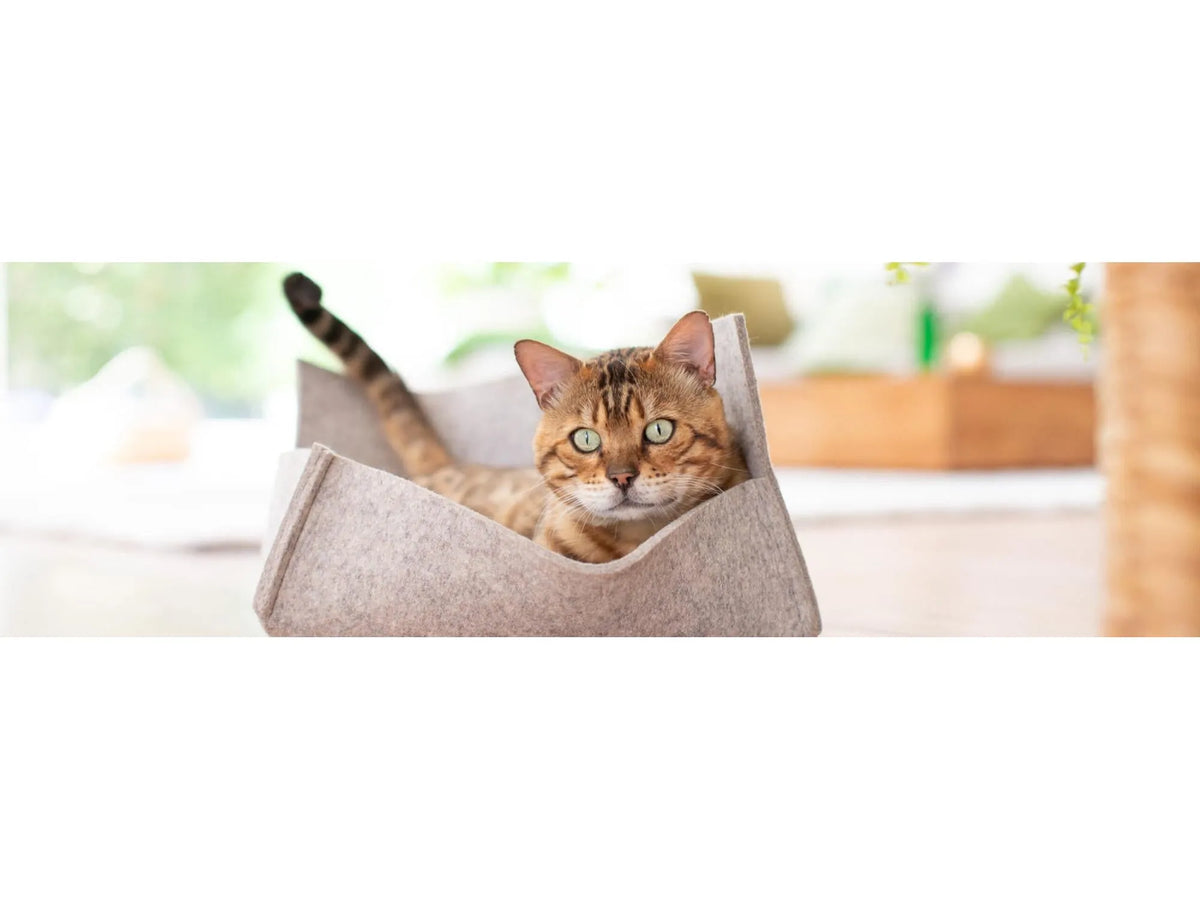 Cat's Best Sensitive i bruk i kattebakken