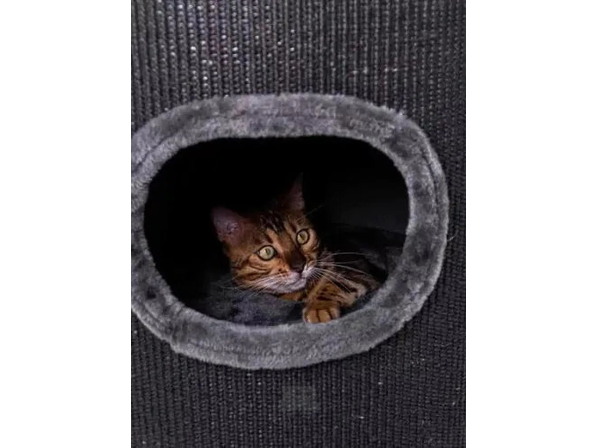 Bengal cat peeking from a cozy, dark grey sisal scratching barrel dome.
