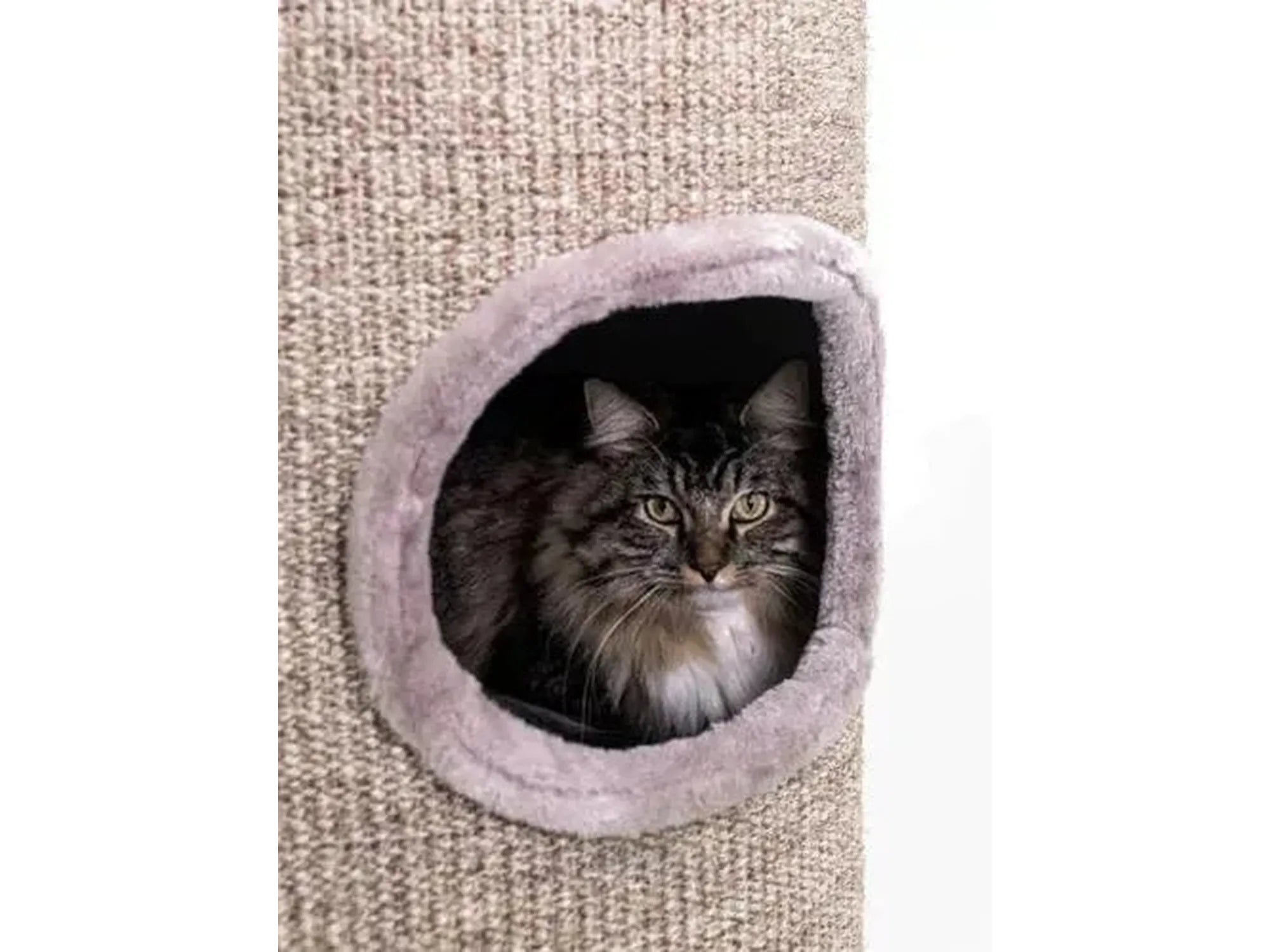 Grå og hvit katt i en koselig, plysjforet hule i en beige sisal kloretønne.