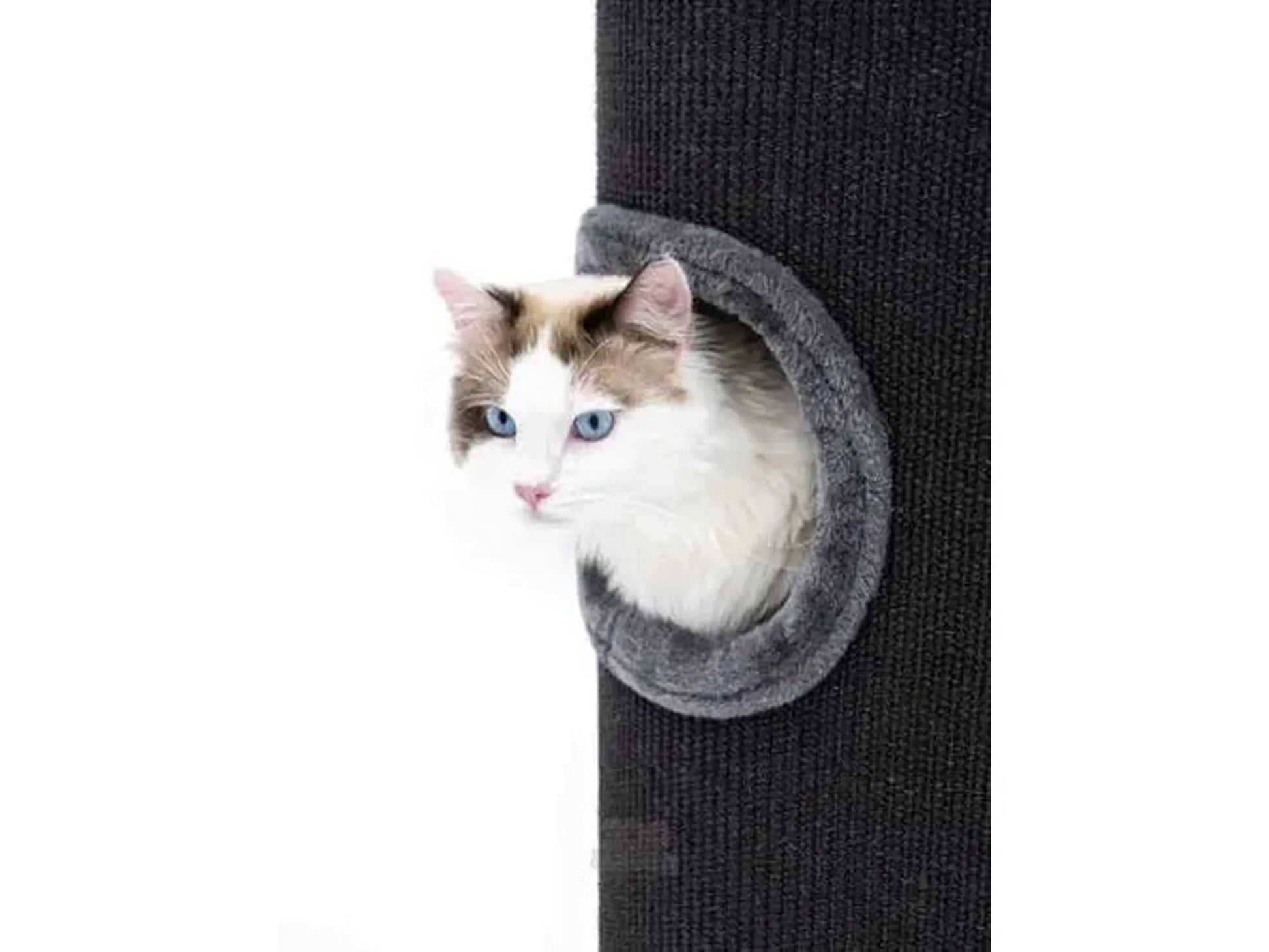 Hvit og brun katt med blå øyne titter ut av en grå sisal kloretønne.