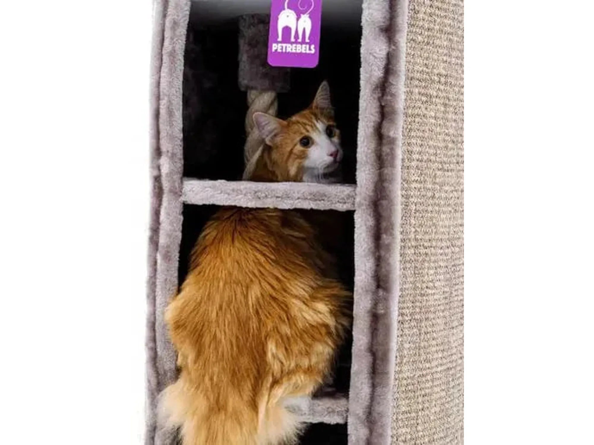 Orange-white cat in a tall, beige sisal and plush Petrebels Superdome 120 scratching barrel.