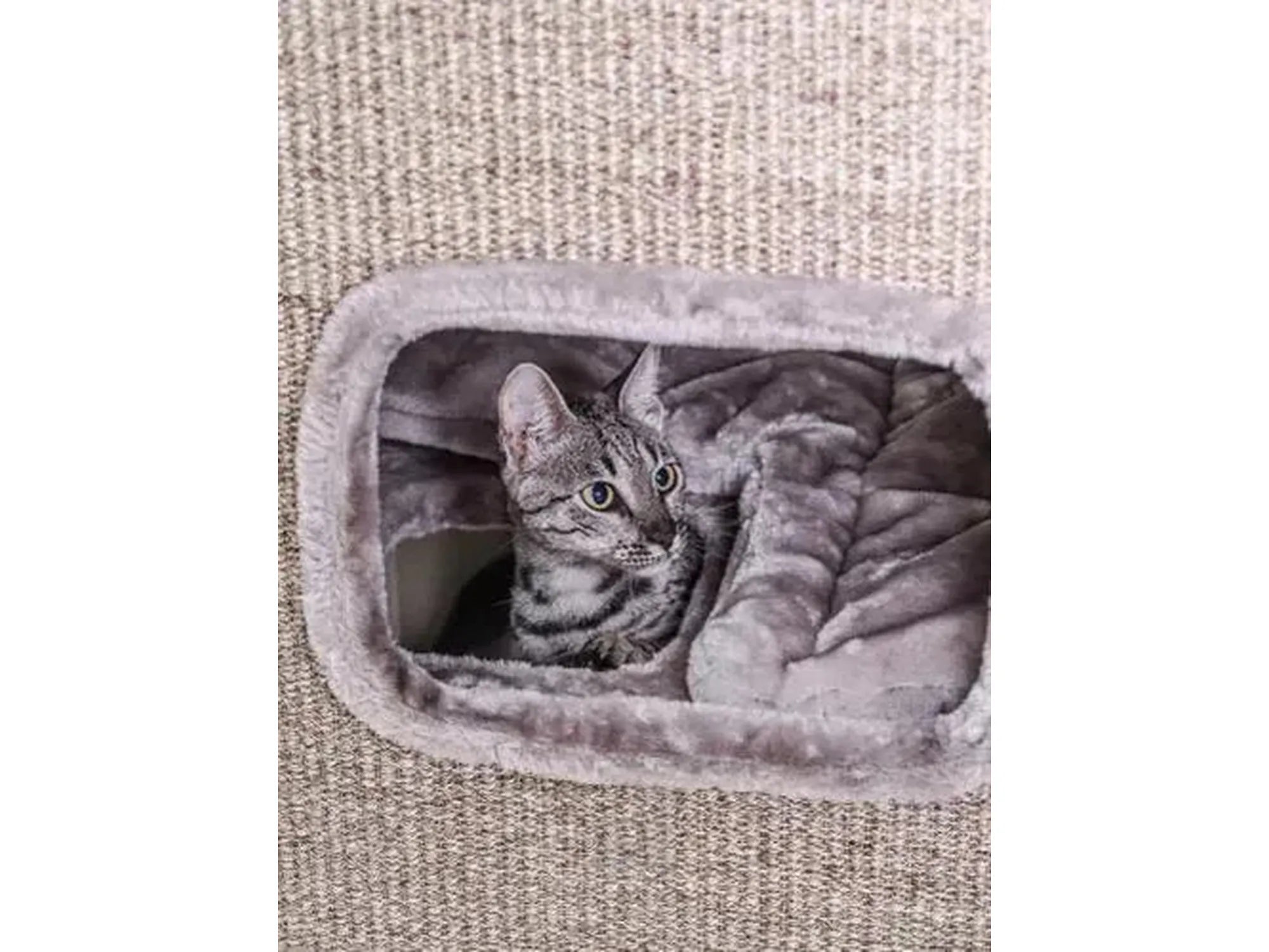 Stripet katt i en grå Petrebels Vault 118 kloretønne med myk, plysj soveplass.