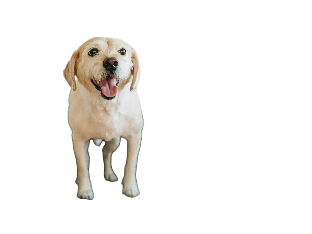 Glad, lysbrun og hvit hund med åpen munn, ved siden av infografikk om fordeler med beinbuljong.