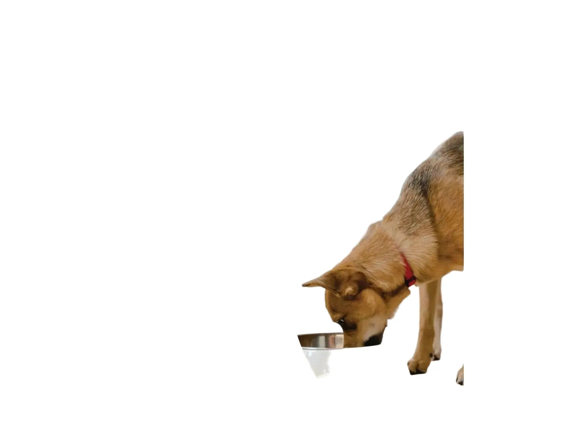 En brun hund spiser fra en hvit skål, med tekst som viser to måter å servere bone broth på.