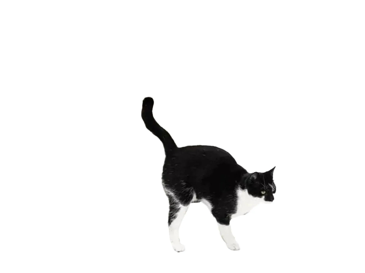 Svart og hvit katt klør på en høy, hvit Coco 80 klorestolpe i papp med trefot.