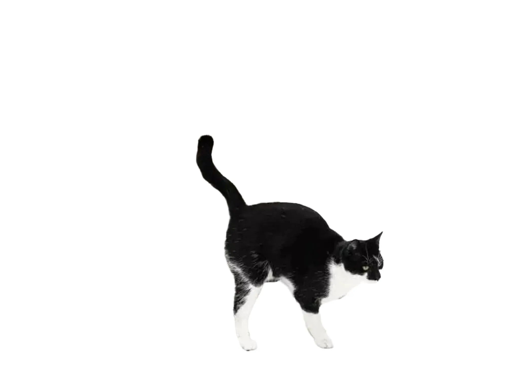 Svart og hvit katt klør på en høy, hvit Coco 80 klorestolpe i papp med trefot.