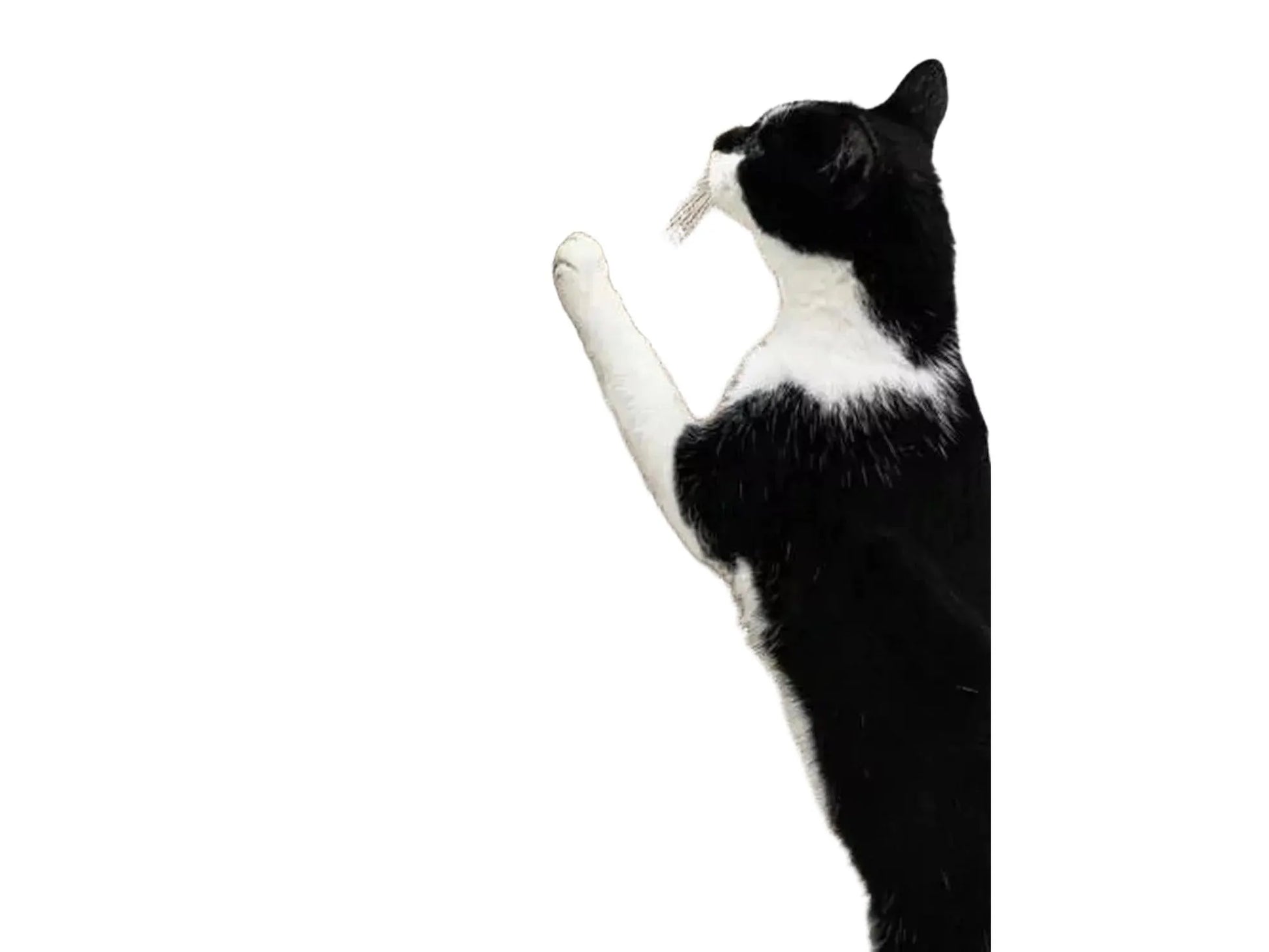 Svart og hvit katt klorer på en høy, vertikal klorestolpe i papp med hvit treramme.