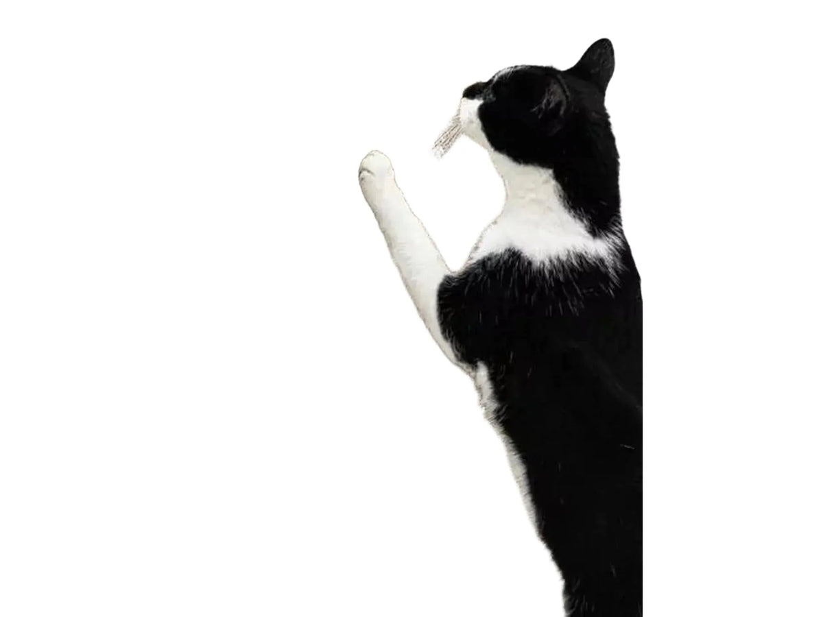 Svart og hvit katt klorer på en høy, vertikal klorestolpe i papp med hvit treramme.