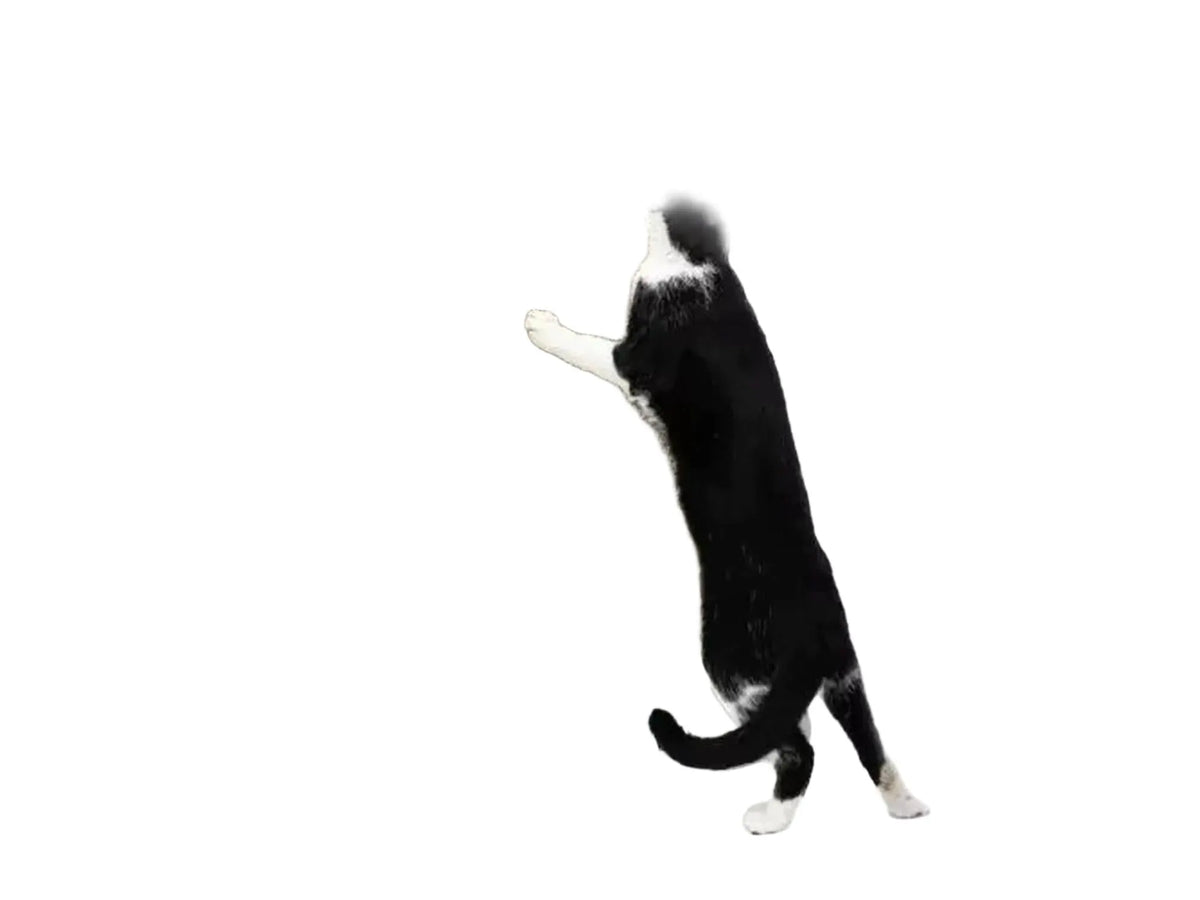Svart og hvit katt klorer på en høy, hvit og brun Coco 80 klorestolpe i papp med trefot.