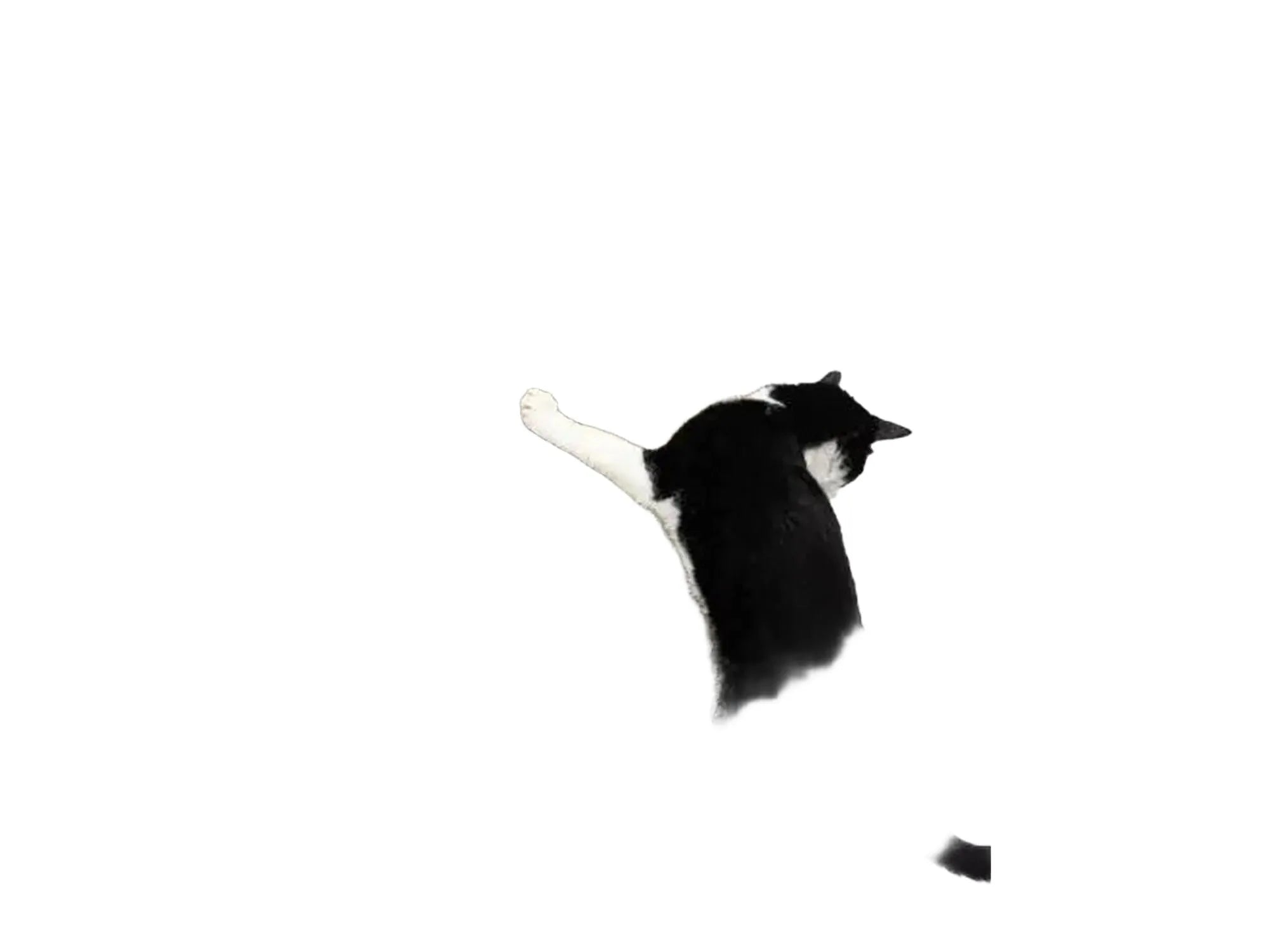 Svart og hvit katt klorer på en høy, vertikal klorestolpe i papp med trefot.