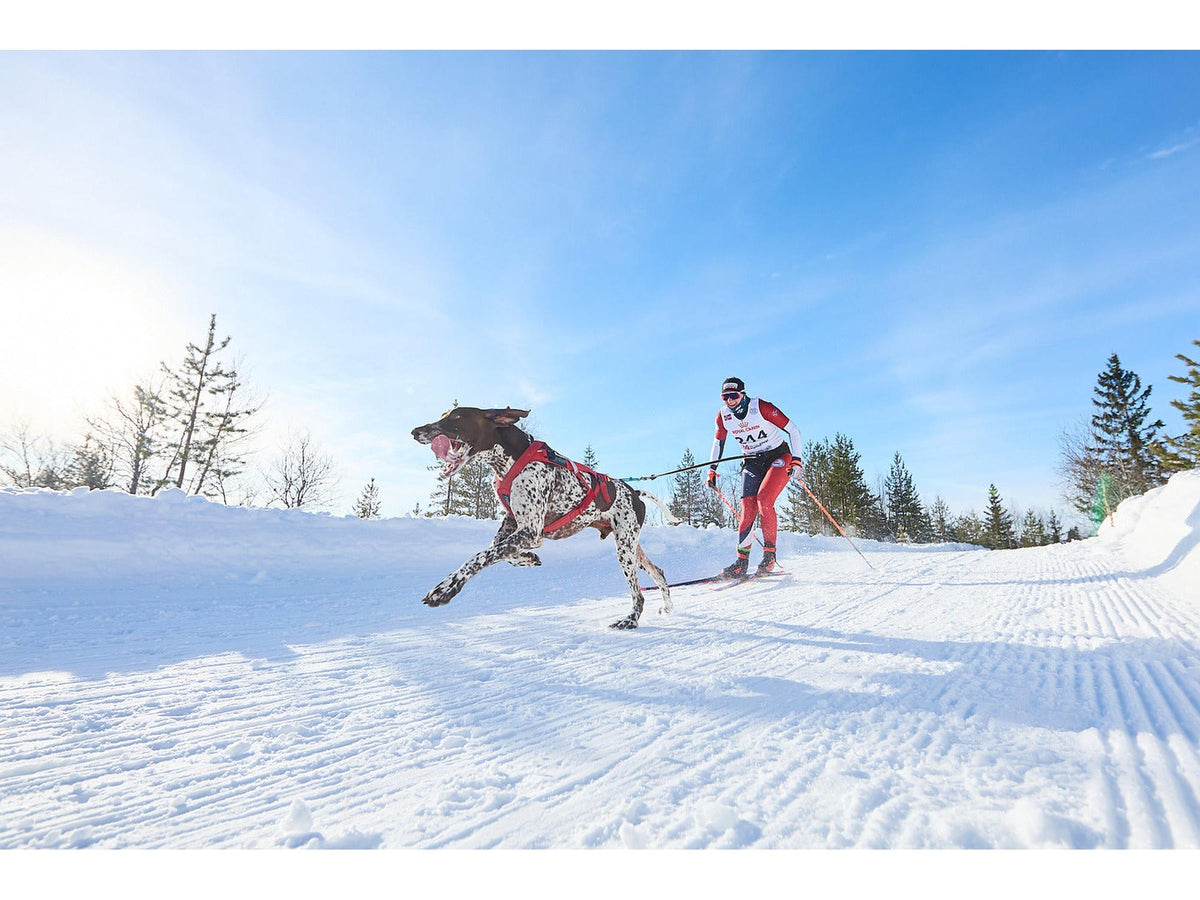 Non-stop dogwear Combined harness trekksele – Rød