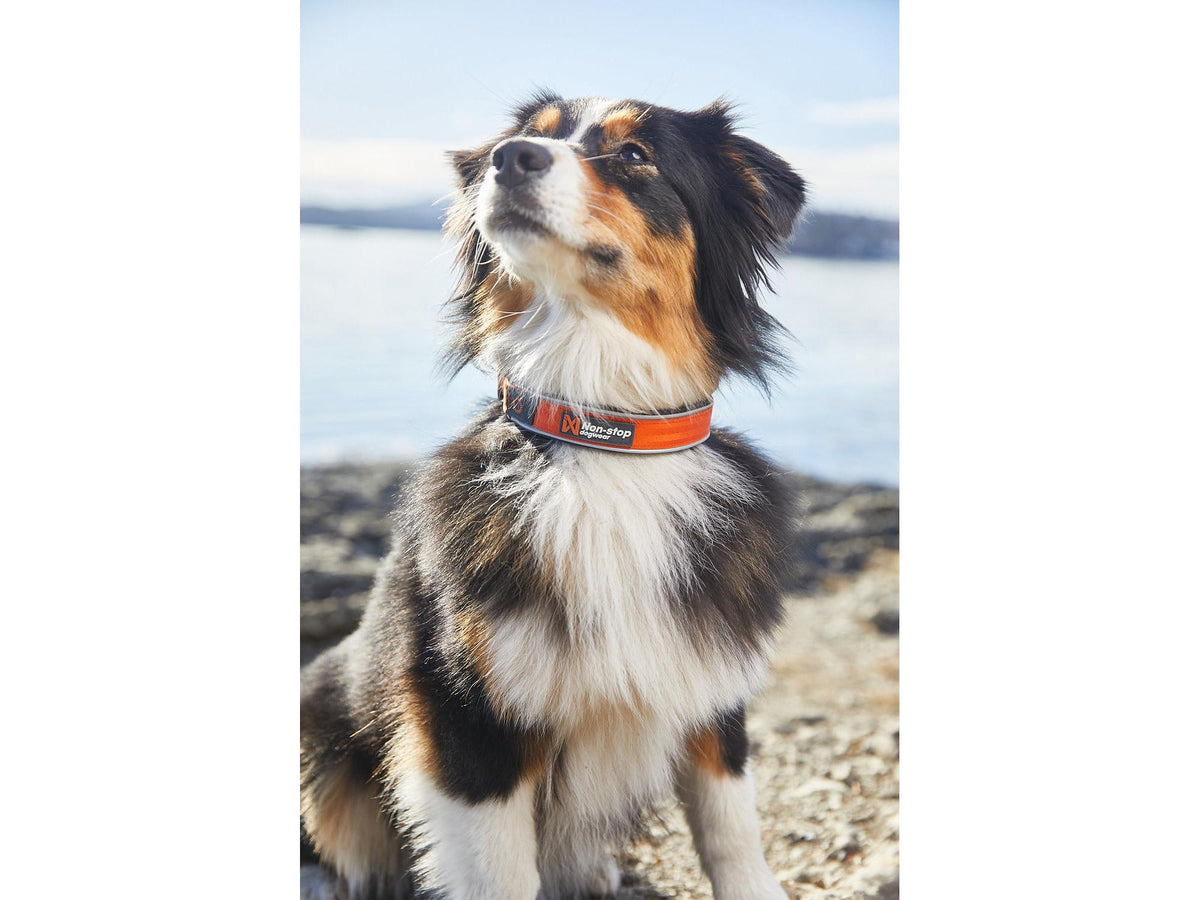 Non-stop dogwear Cruise collar halvstruphalsbånd – Oransje