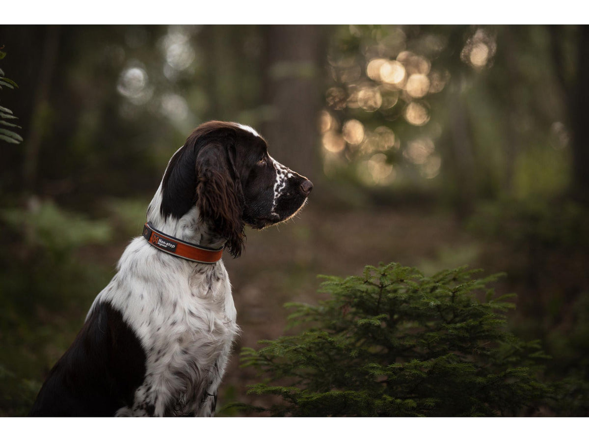 Non-stop dogwear Cruise collar halvstruphalsbånd – Svart – modellen vist i annen farge