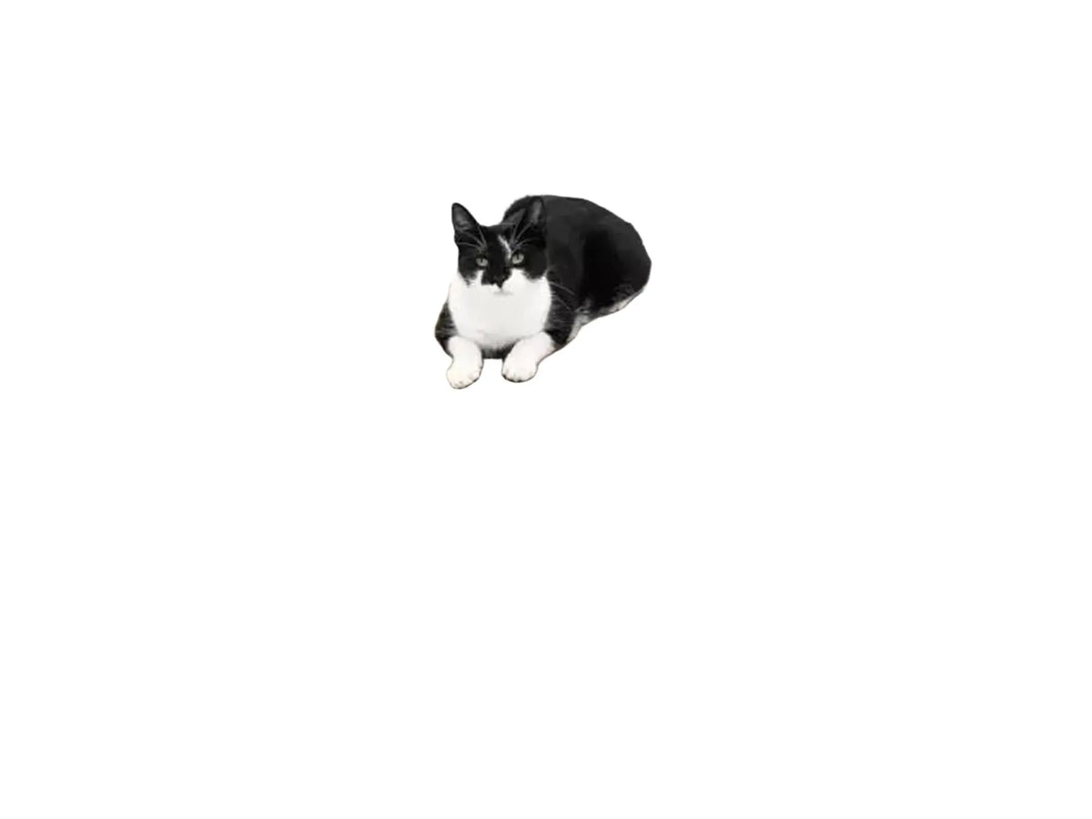 Svart-hvit katt på ovalt kloremøbel i bølgepapp med svart kant og åpen tunnel.