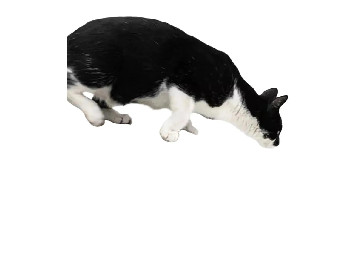 Svart-hvit katt på ovalt kloremøbel i bølgepapp med svart ramme og åpen midtdel.