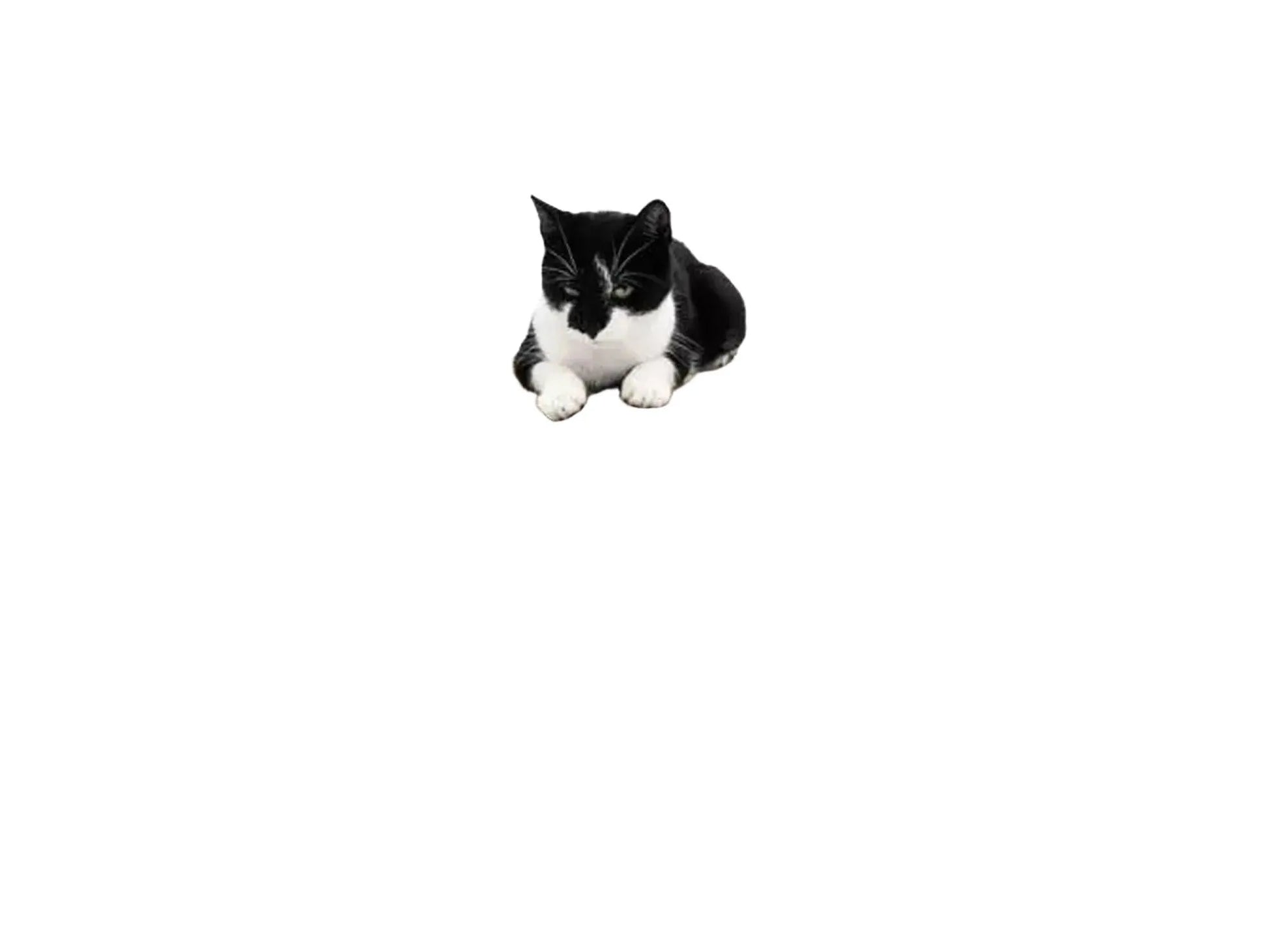 Svart-hvit katt ligger på et ovalt kloremøbel i bølgepapp med svart kant.