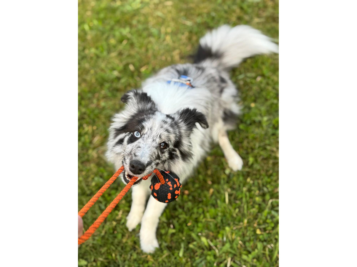 Non-stop dogwear Dog ball on rope ball med tau – Oransje/svart