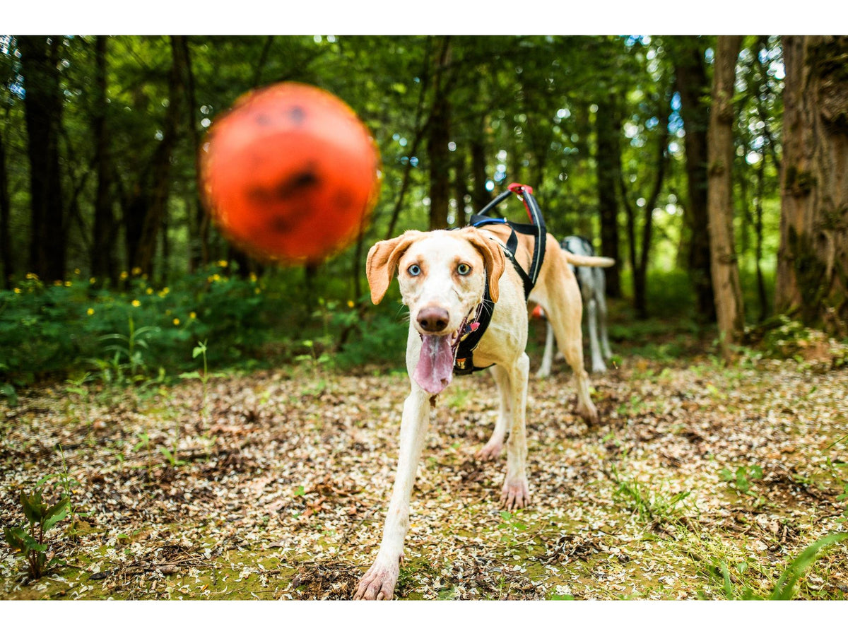 Non-stop dogwear Dog ball hundeball – Oransje/svart