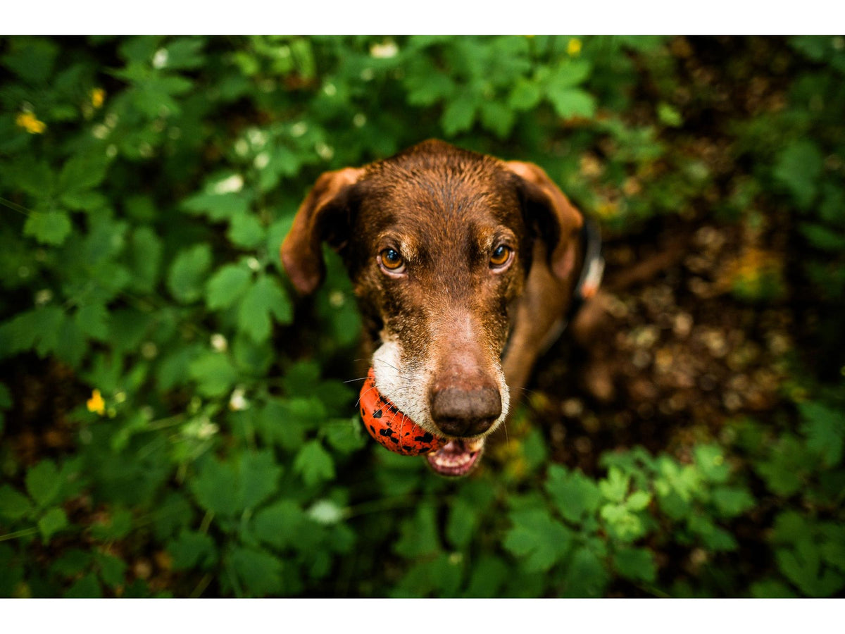 Non-stop dogwear Dog ball hundeball – Oransje/svart