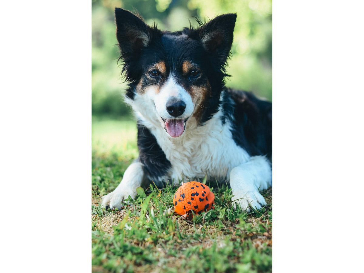 Non-stop dogwear Dog ball hundeball – Oransje/svart