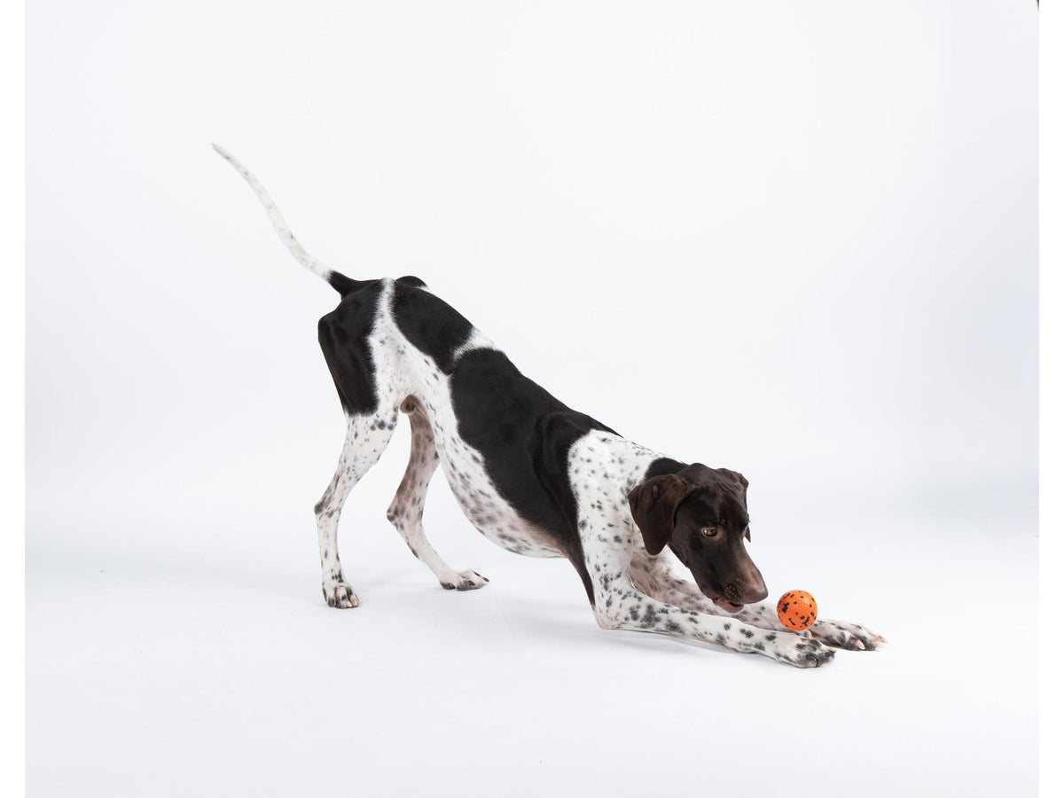 Non-stop dogwear Dog ball hundeball – Oransje/svart