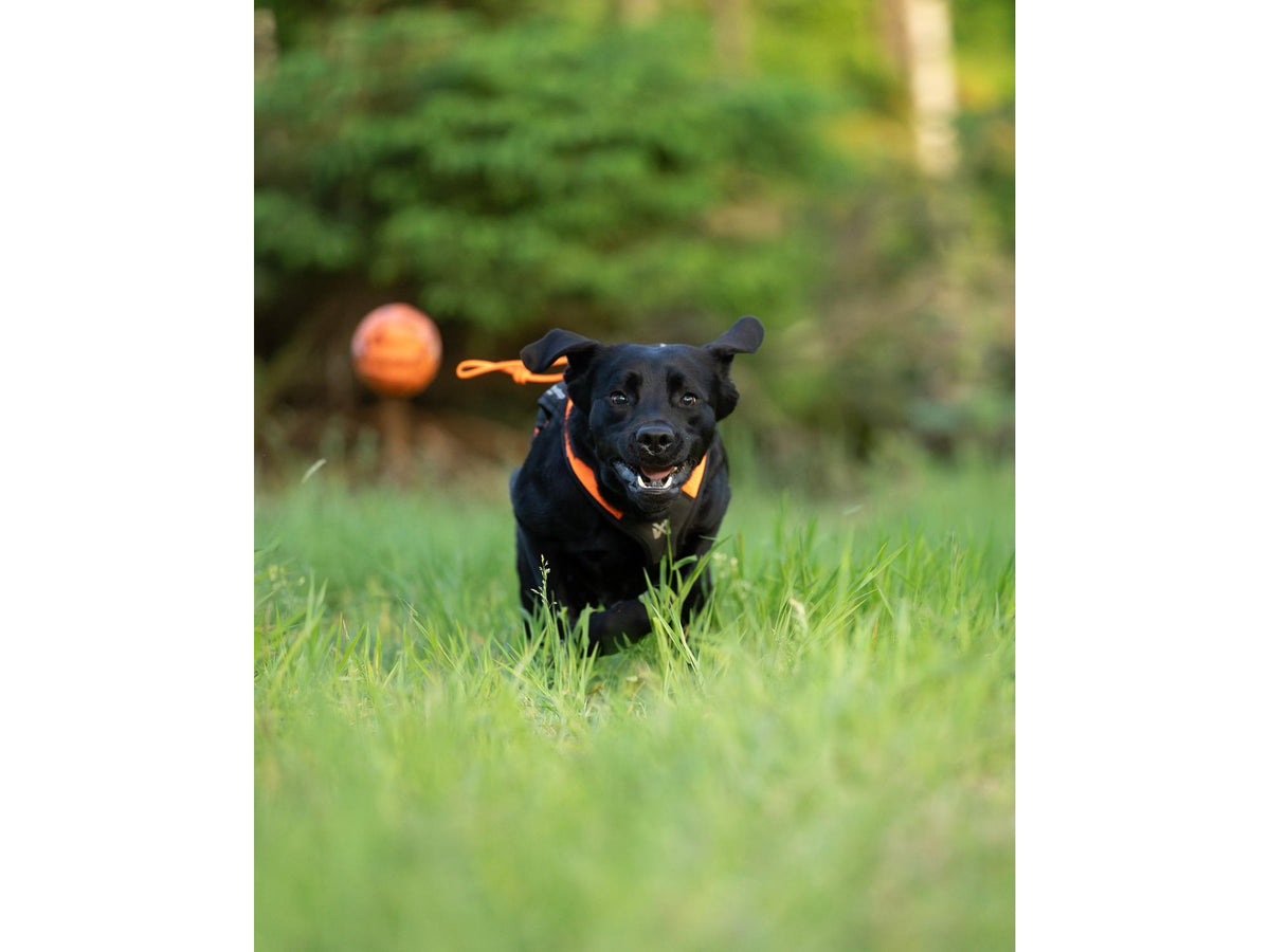 Non-stop dogwear Dog ball hundeball – Oransje/svart