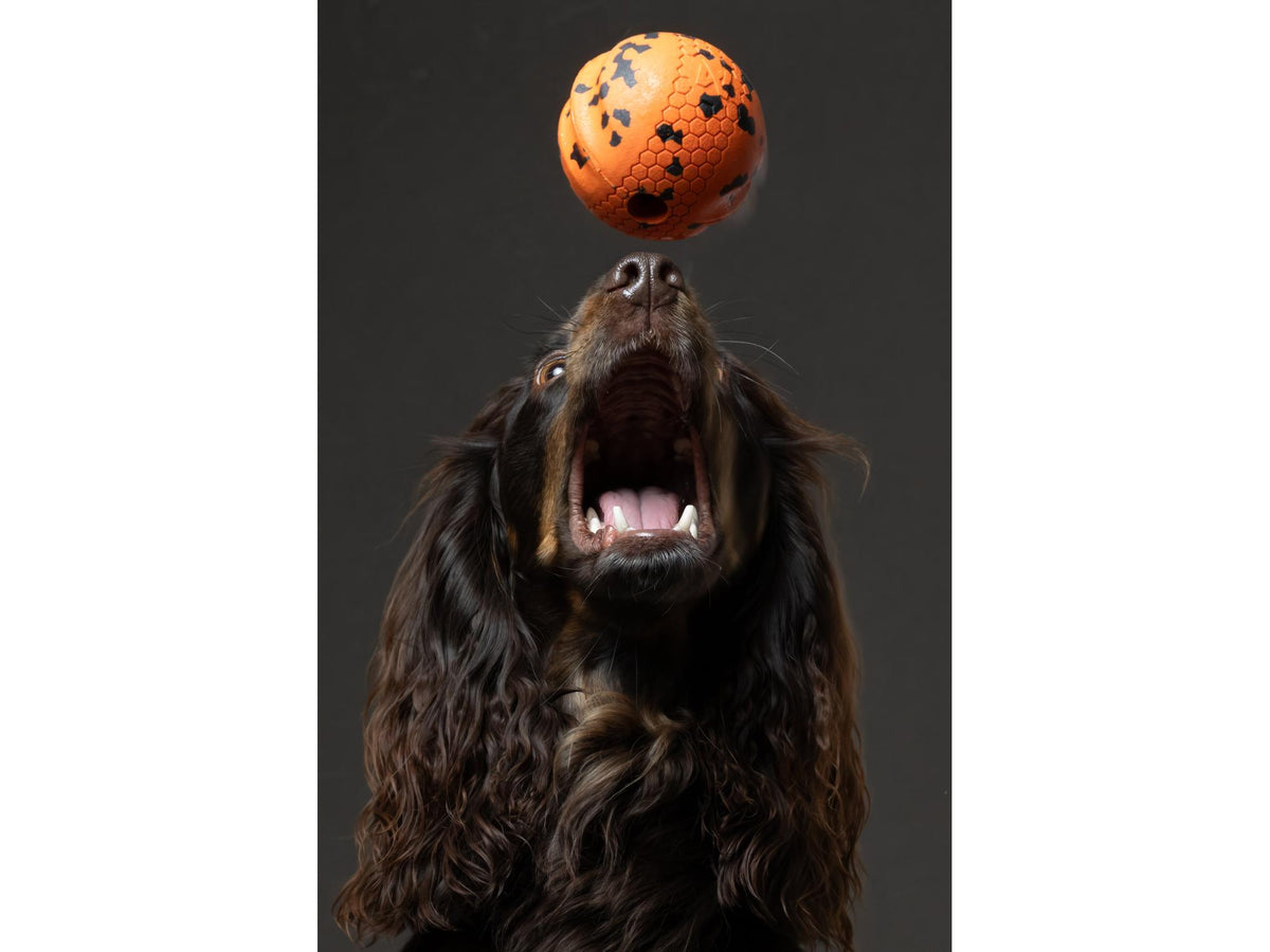 Non-stop dogwear Dog ball hundeball – Oransje/svart