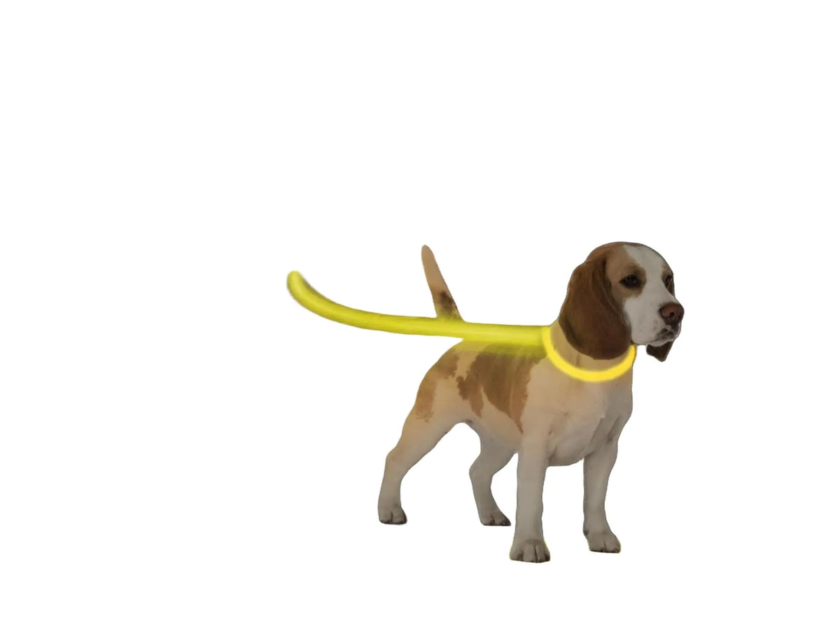 Beagle med en lysende gul Duvo+ Flash Light Ring USB rundt halsen, på en mørk brosteinsgate.